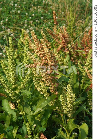 Dock Fruit, July 2025 130516005