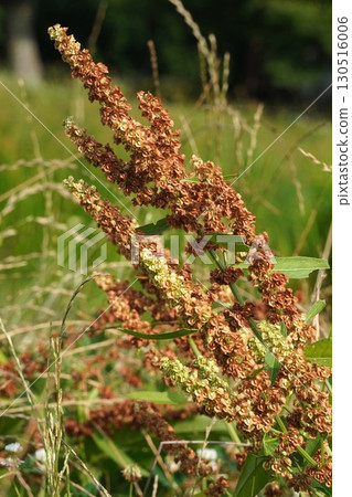 Dock Fruit, July 2025 130516006