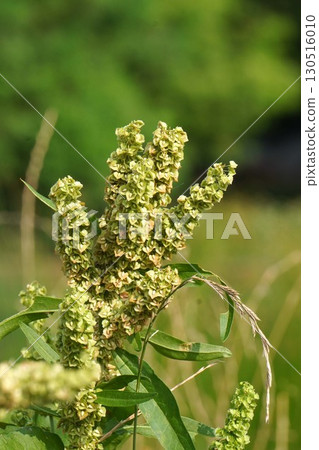 Dock Fruit, July 2025 130516010