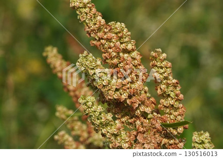 Dock Fruit, July 2025 130516013