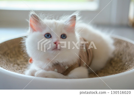2 months old, ragdoll kitten on the cat scratching board, domestic cat 2 months old, ragdoll kitten on the cat scratching board, domestic cat 130516020