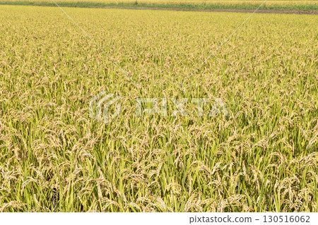 鳥兒的天空和雨在風中搖曳 130516062
