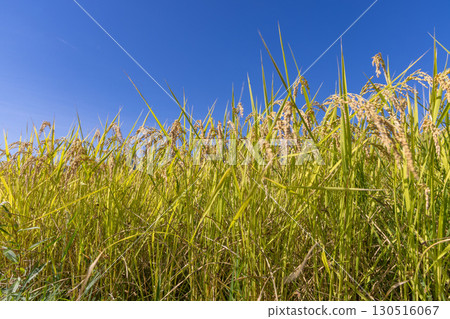 鳥兒的天空和雨在風中搖曳 130516067