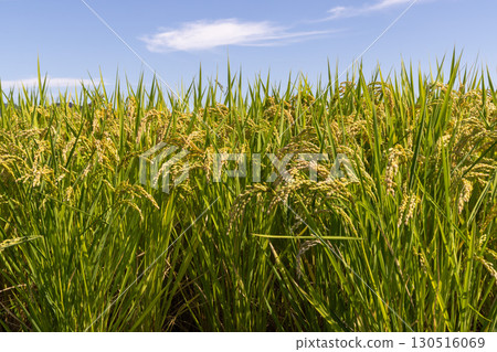 Bird sky and rain that shakes in the wind 130516069