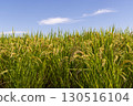 Fruited rice panicle 130516104