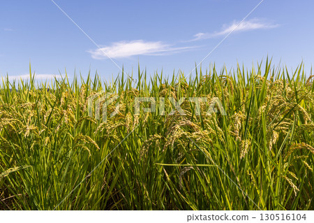 結果的水稻穗 130516104