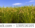 Fruited rice panicle 130516105
