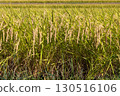 Fruited rice panicle 130516106