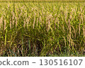 Fruited rice panicle 130516107