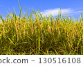 Fruited rice panicle 130516108