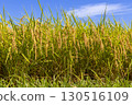 Fruited rice panicle 130516109