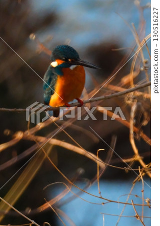 Kingfishers coexisting in the city 130516227