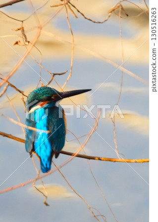 Kingfishers coexisting in the city 130516263