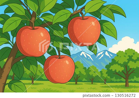 Pre-harvest apples orchard apple orchard vector 130516272