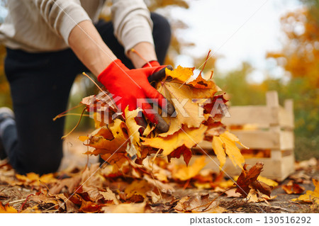 Male hand in gloves collects, piles fallen autumn leaves at sunset. Volunteering, cleaning concept. Male hand in gloves collects, piles fallen autumn leaves at sunset. Volunteering, cleaning concept. 130516292