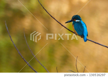 Kingfishers coexisting in the city Kingfishers coexisting in the city 130516297