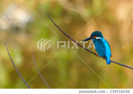 Kingfishers coexisting in the city Kingfishers coexisting in the city 130516298