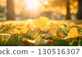 Fallen ginkgo leaves on the lawn shining in the backlight 130516307