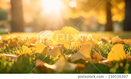 Fallen ginkgo leaves on the lawn shining in the backlight 130516307