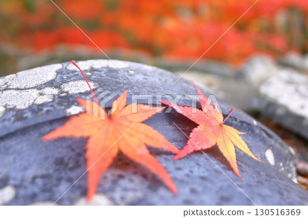 Autumn image, season of vivid autumn leaves 130516369