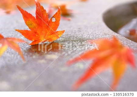 Autumn image, season of vivid autumn leaves 130516370