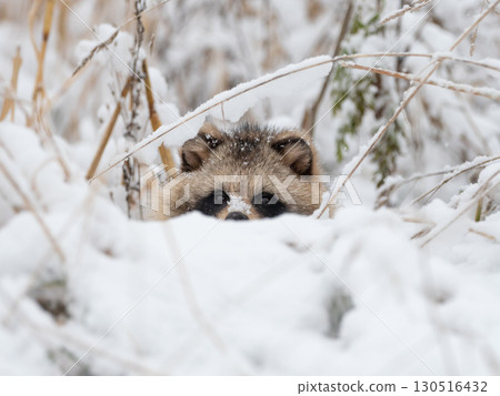 A raccoon dog peeking out from the snowy landscape of Hokkaido 130516432