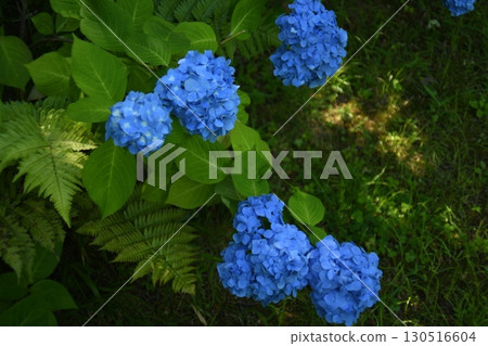 藍色繡球花 130516604
