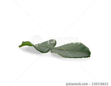 Kaffir lime leaf isolated on white background Kaffir lime leaf isolated on white background 130516631