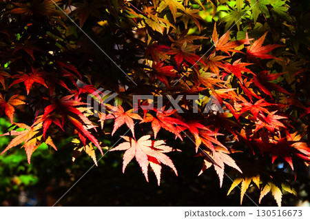 Autumn leaves of maple trees illuminated by sunlight filtering through the trees Autumn leaves of maple trees illuminated by sunlight filtering through the trees 130516673