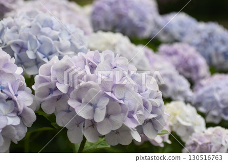 美麗的繡球花盛開 130516763