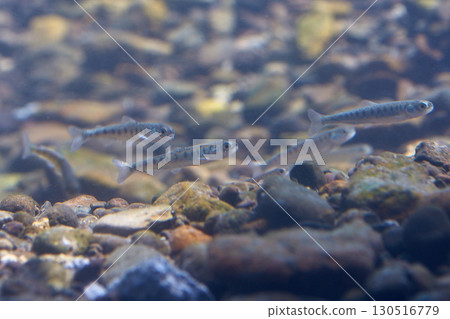 Salmon fry (Chitose Salmon Hometown Museum, now Chitose Salmon Hometown Aquarium) 130516779