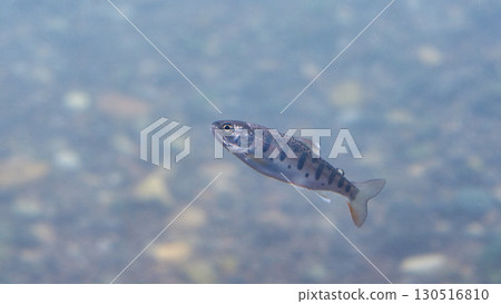 Yamame (cherry salmon) (Chitose Salmon Hometown Museum, now Chitose Salmon Hometown Aquarium) 130516810