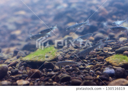 煎三文魚（千歲鮭魚的家鄉故鄉） 130516819