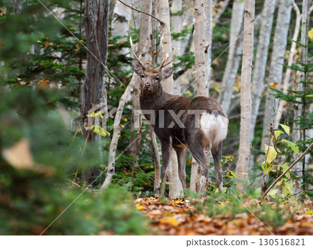 A male Ezo deer standing in a birch forest in Okito, Hokkaido A male Ezo deer standing in a birch forest in Okito, Hokkaido 130516821