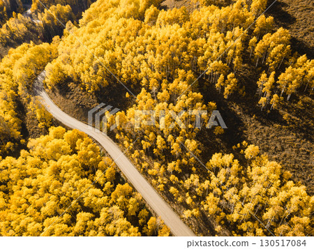 Beautiful dirt road winding through yellow aspen forest during golden sunset in peak fall foliage Beautiful dirt road winding through yellow aspen forest during golden sunset in peak fall foliage 130517084