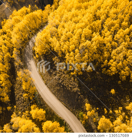 Dirt road winding through beautiful yellow aspen forest during golden sunset in peak fall foliage 130517089