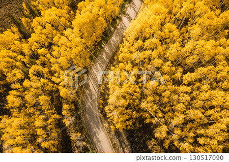 Dirt road winding through beautiful yellow aspen forest during golden sunset in peak fall foliage Dirt road winding through beautiful yellow aspen forest during golden sunset in peak fall foliage 130517090