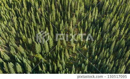 Aerial view of green pine forest or pine woodland area during early fall of Colorado,USA Aerial view of green pine forest or pine woodland area during early fall of Colorado,USA 130517095