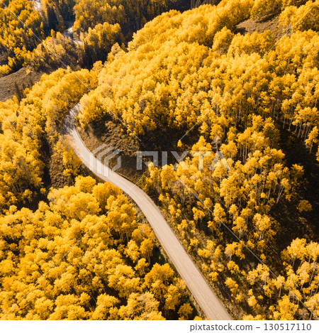 Beautiful dirt road winding through yellow aspen forest during golden sunset in peak fall foliage 130517110