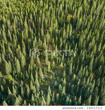 Aerial view of green pine forest or pine woodland area during early fall of Colorado,USA 130517123