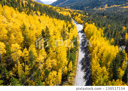 Aerial view of rural road winding through the yellow aspen forest during fall in Colorado, USA 130517134