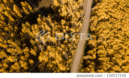 Beautiful dirt road winding through yellow aspen forest during golden sunset in peak fall foliage 130517138