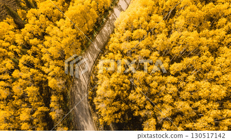 Beautiful dirt road winding through yellow aspen forest during golden sunset in peak fall foliage Beautiful dirt road winding through yellow aspen forest during golden sunset in peak fall foliage 130517142