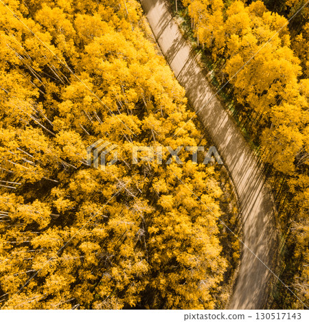 Beautiful dirt road winding through yellow aspen forest during golden sunset in peak fall foliage 130517143