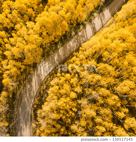 Beautiful dirt road winding through yellow aspen forest during golden sunset in peak fall foliage 130517145
