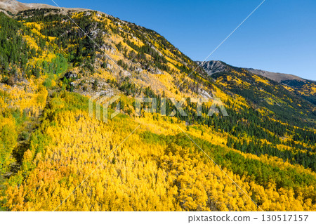 Yellow aspen forest and pine woodland on mountain hill 130517157