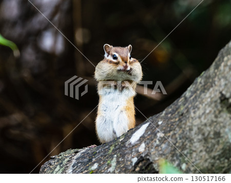 Hokkaido chipmunks living in the forests of Hokkaido 130517166