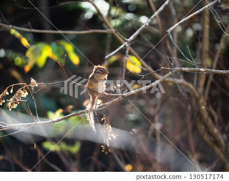 Hokkaido chipmunks living in the forests of Hokkaido 130517174