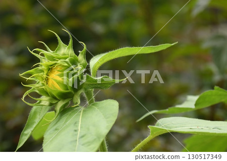 Sunflowers starting to bloom 130517349