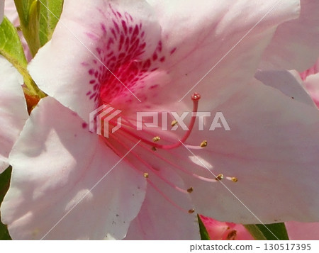 Azalea Bokeh Background-16 Azalea Bokeh Background-16 130517395